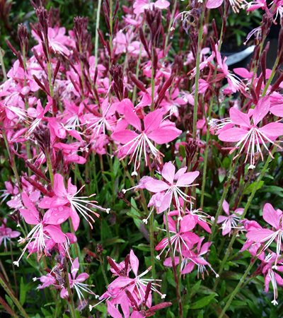 Gaura Whiskers Deep Rose